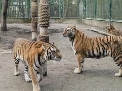 -上海野生动物园