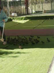 -萌宠亲子动物乐园(槐房万达店)