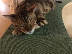 -猫和宫(六道口店)