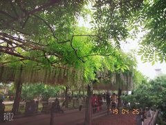 -嘉定紫藤园