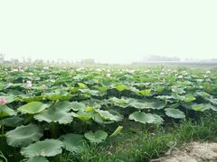 -北纬44度·金珠花海休闲农业旅游景区