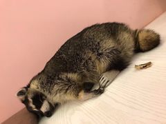 -浣熊柯尔鸭土拨鼠·电玩咖