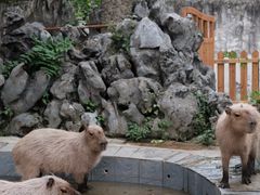 -合肥野生动物园