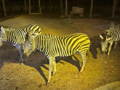 -清迈夜间动物园