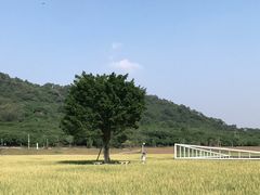 -艾米稻香小镇