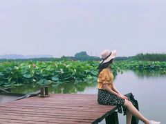 -荷塘月色湿地公园·向阳花洲