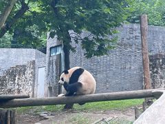 -都江堰中华大熊猫苑