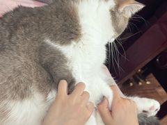 -瑞鹏宠物医院·宠保定点·心脏科·内科(御桥分院)