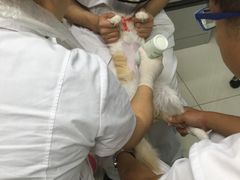 -中农大我爱我爱24h动物医院·中医针灸·猫专科·骨科医疗中心(双井店)