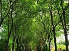 -洛阳市隋唐城遗址植物园