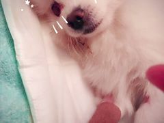 -伟伟宠物医院·CT影像中心·瑞派犬猫综合性门诊(汉口总院)