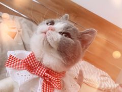 -猫大福·Fortune Cat猫舍(百子湾店)