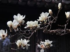 -上海醉白池公园