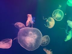 -成都浩海立方海洋公园