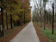 -上海海湾国家森林公园