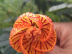 -南通洲际绿博园