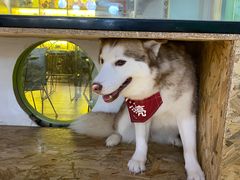 -Husky Go! 哈士奇体验馆·宠物咖啡厅狗咖