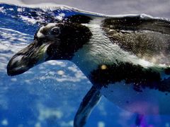 -太平洋海底世界