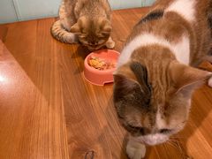 -猫小院猫主题餐厅(三里屯店)