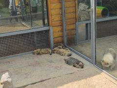 -西霞口神雕山野生动物世界