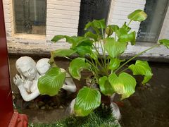 -春水锅贴·传统鲁菜(大明湖店)