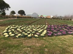 -田园东方蜜桃村的田野营地