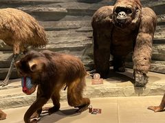 -Behring World of Animals(上海自然博物馆店)