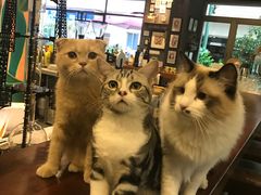 -咖法森林·咖啡  酒吧(天河店)