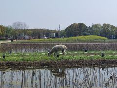 -嘉北郊野公园