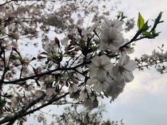 -范蠡湖公园