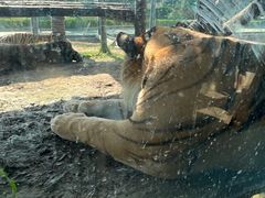 -西霞口神雕山野生动物世界