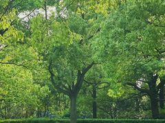 -上海共青森林公园