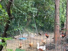 -老袁家蜜桃农场·阳山水蜜桃