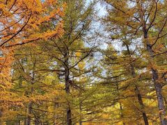 -苏木山森林公园