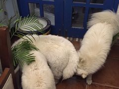 -Tubestation站点比萨(五道营店)