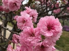 -天适樱花悠乐园
