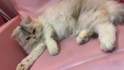 -Beauty Nails 美甲美睫皮肤管理