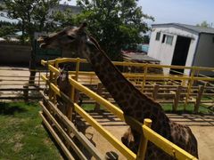 -西霞口神雕山野生动物世界