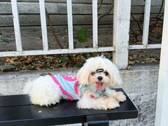 -瑞派康怡24h宠物医院·犬猫医疗中心·微创绝育(瑞景分院)