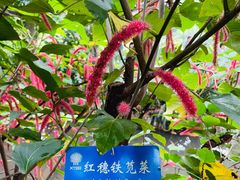 -中国科学院西双版纳热带植物园