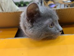-瑞派名望24h动物医院异宠专科·猫专科·骨科·重症监护分院
