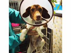 -骐奇宠物诊疗中心(南亭公路店)