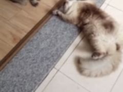 -Bastet sally猫舍购宠(静安店)