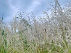 -野鸭湖国家湿地公园