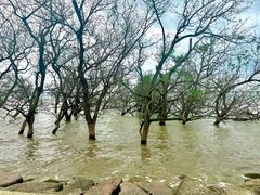 -宝安西湾红树林湿地公园
