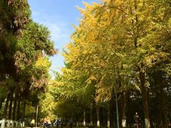 -四川大学(望江校区)