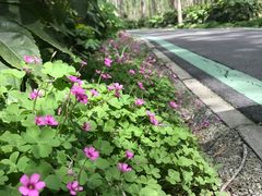 -合肥滨湖国家森林公园