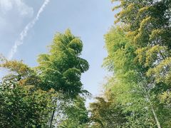 -上海佘山国家森林公园天马山园