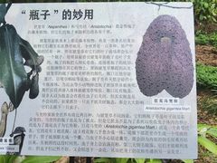 -中国科学院西双版纳热带植物园