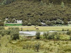 -稻城亚丁景区-冲古草甸